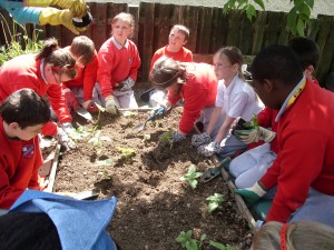 Ms O Flaherty's class planting sunflowers