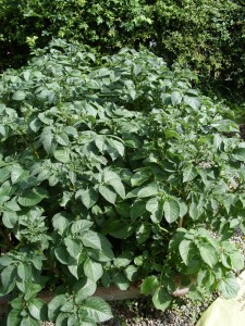 Look at those potatoes!