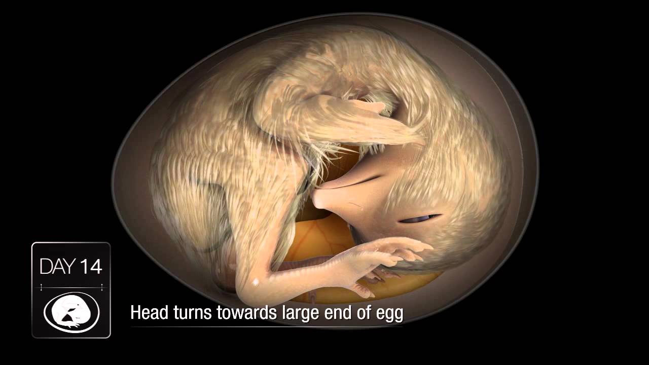 Day 14 of 21 of a chicken inside an egg