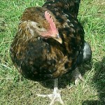 Screenshot_2014-09-22-20-59-22_1