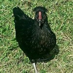 Screenshot_2014-09-22-20-59-29_1