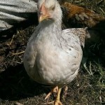 Screenshot_2014-09-22-20-59-35_1