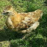 Screenshot_2014-09-22-20-59-41_1