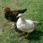 Screenshot_2014-09-22-20-59-52_1