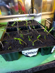 Garden 1a