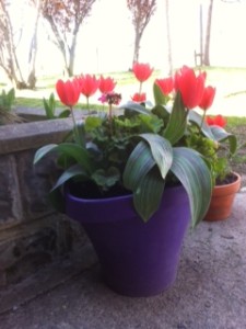 photo 1 (2)