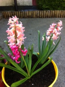 photo (14)