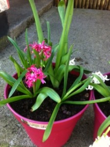 photo (15)