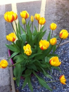 photo 2 (2)