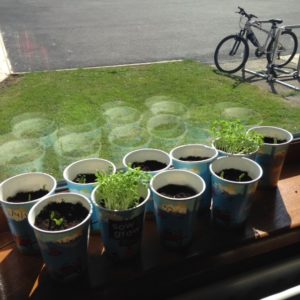 seeds 2